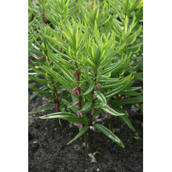 Polygonatum stewartianum Kokoryczka