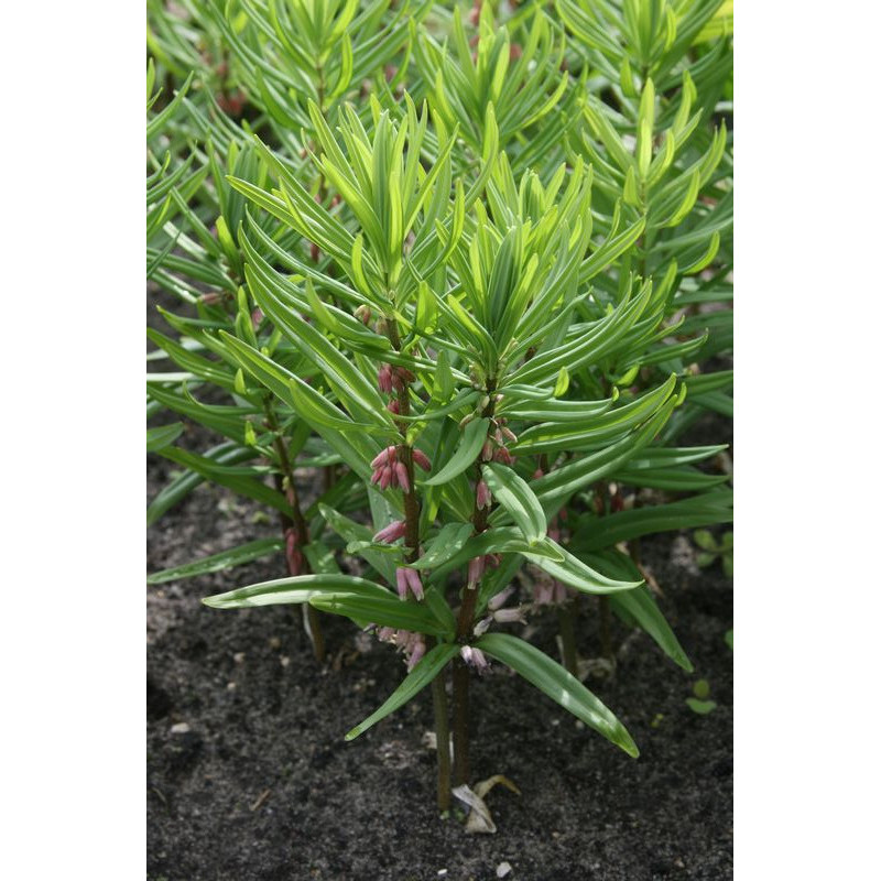 Polygonatum stewartianum Kokoryczka