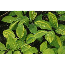 Polygonatum involucratum - Ki Shima Fu Kokoryczka