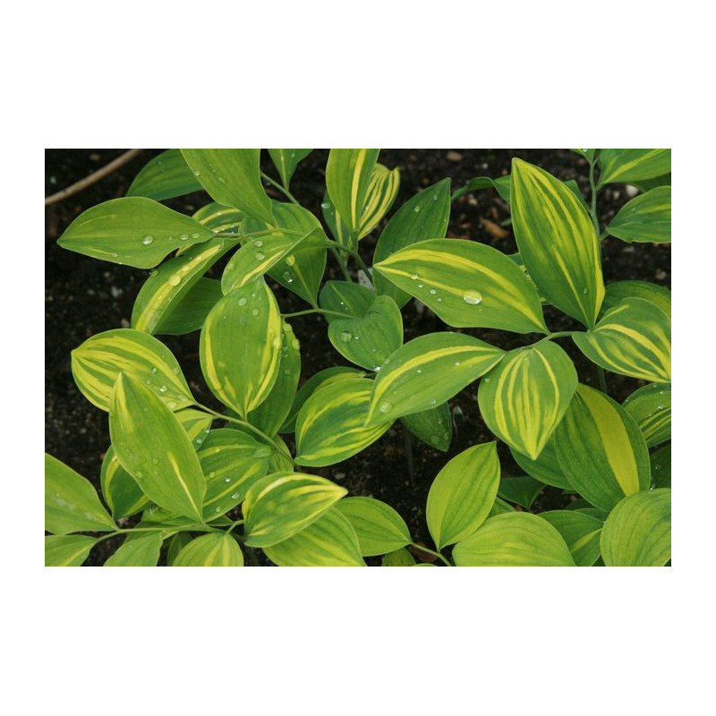 Polygonatum involucratum - Ki Shima Fu Kokoryczka