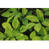 Polygonatum involucratum - Ki Shima Fu Kokoryczka