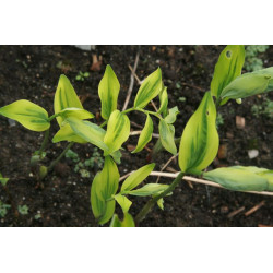 Polygonatum odoratum - Ou Sai Kokoryczka wonna