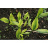 Polygonatum odoratum - Ou Sai Kokoryczka wonna