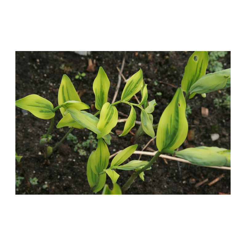 Polygonatum odoratum - Ou Sai Kokoryczka wonna