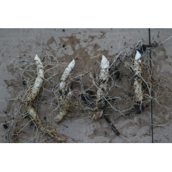 Polygonatum odoratum - Ou Sai Kokoryczka wonna