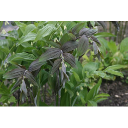 Polygonatum x hybridum Betberg - Kokoryczka