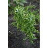 Polygonatum biflorum - Feather Boa Kokoryczka dwukwiatowa