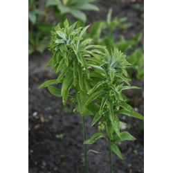 Polygonatum biflorum - Feather Boa Kokoryczka dwukwiatowa
