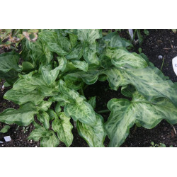 Arum italicum - Lady Aron - Obrazki włoskie