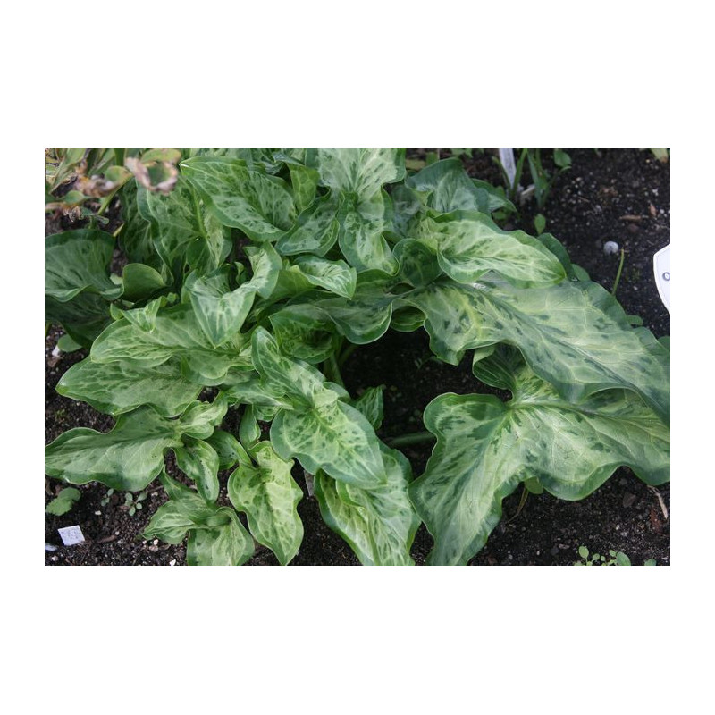 Arum italicum - Lady Aron - Obrazki włoskie