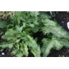 Arum italicum - Lady Aron - Obrazki włoskie