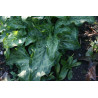 Arum italicum - Lady Aron - Obrazki włoskie