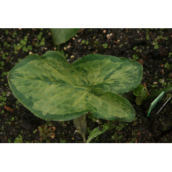 Arum italicum - Lady Aron - Obrazki włoskie