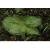 Arum italicum - Lady Aron - Obrazki włoskie