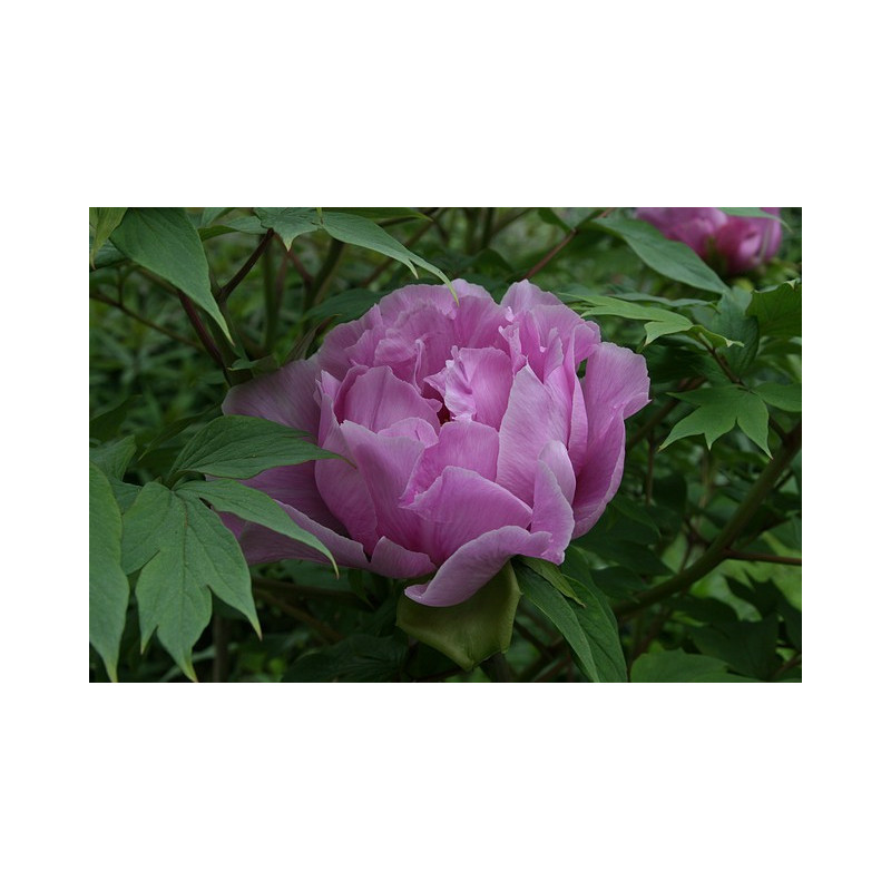 Paeonia suffruticosa Piwonia krzewiasta MIX kolorów Paeonia suffruticosa Piwonia krzewiasta MIX kolorów