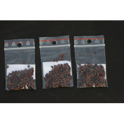 Baptisia australis Baptysja błękitna