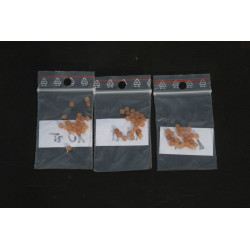 Maianthemum racemosum (smilacina) Majówka groniasta