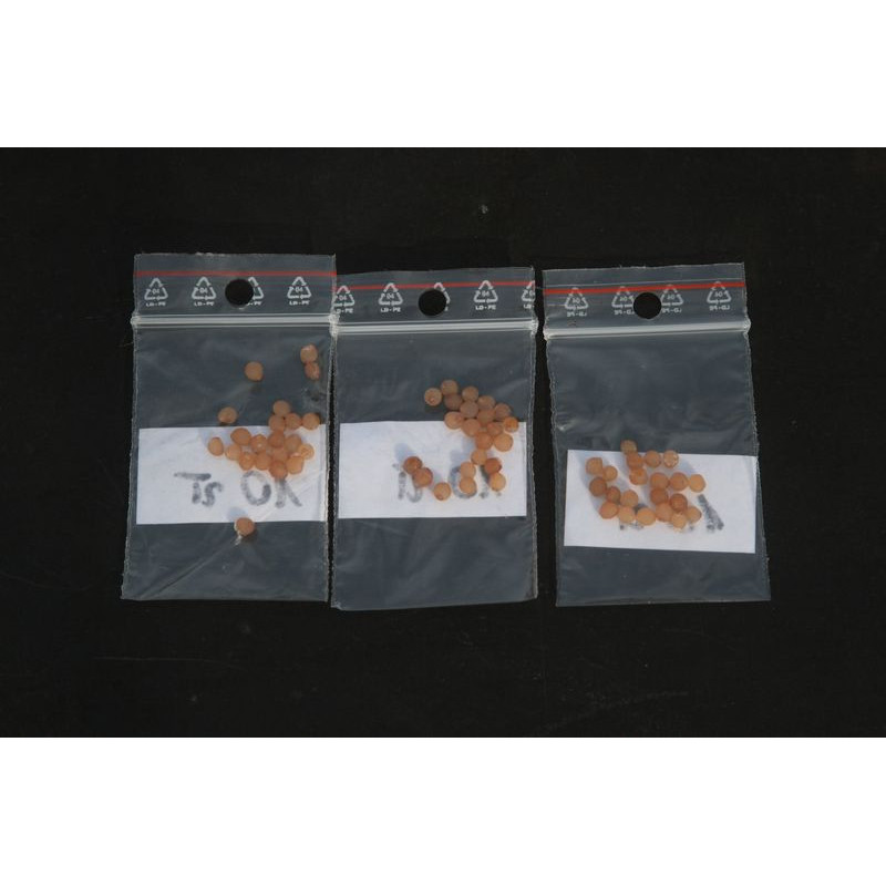 Maianthemum racemosum (smilacina) Majówka groniasta