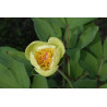 Paeonia mlokosewitschii Piwonia