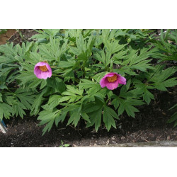 Paeonia anomala Piwonia odmienna