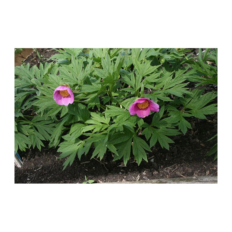 Paeonia anomala Piwonia odmienna