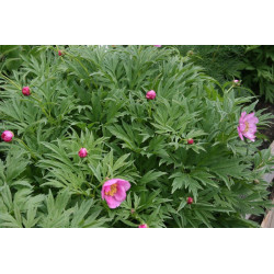 Paeonia anomala Piwonia odmienna