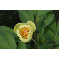 Paeonia mlokosewitschii Piwonia Młokosiewicza