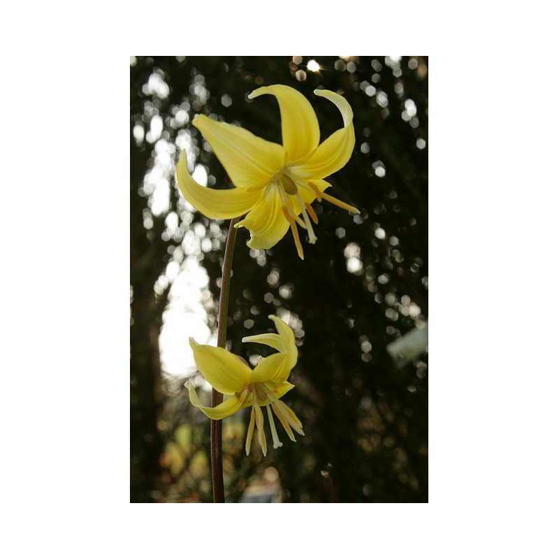 Erythronium Pagoda Psiząb