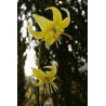 Erythronium Pagoda Psiząb