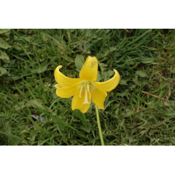 Erythronium Pagoda Psiząb