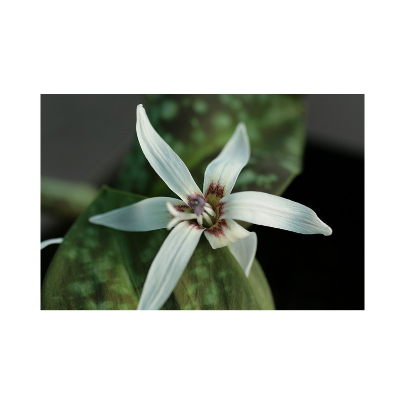 Erythronium dens-canis "Snowflake" Psiząb