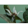 Erythronium dens-canis "Snowflake" Psiząb