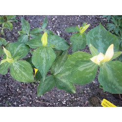 Trillium luteum Trójlist żółty