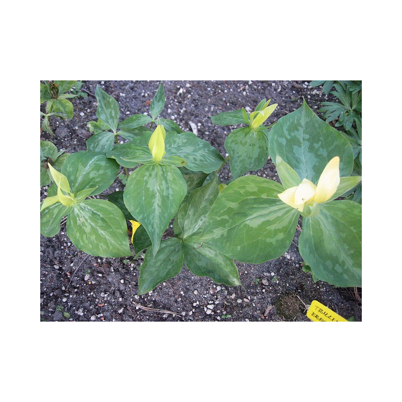 Trillium luteum Trójlist żółty
