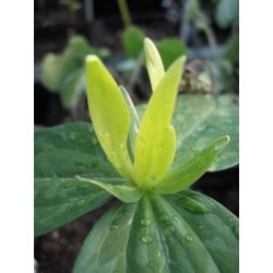 Trillium luteum Trójlist żółty