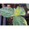 Trillium luteum Trójlist żółty