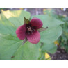 Trillium sulcatum Trójlist bruzdkowany