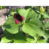 Trillium sulcatum Trójlist bruzdkowany