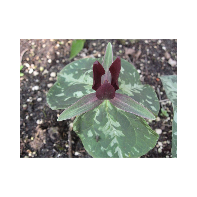 Trillium sessile Trójlist siedzący