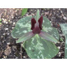 Trillium sessile Trójlist siedzący