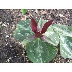 Trillium sessile Trójlist siedzący