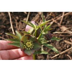Helleborus atrorubens Ciemiernik czerwony