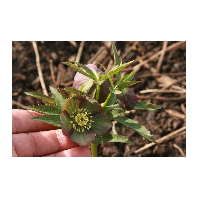 Helleborus atrorubens Ciemiernik czerwony