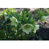 Helleborus dumetorum Ciemiernik gajowy