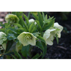 Helleborus dumetorum Ciemiernik gajowy