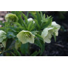 Helleborus dumetorum Ciemiernik gajowy