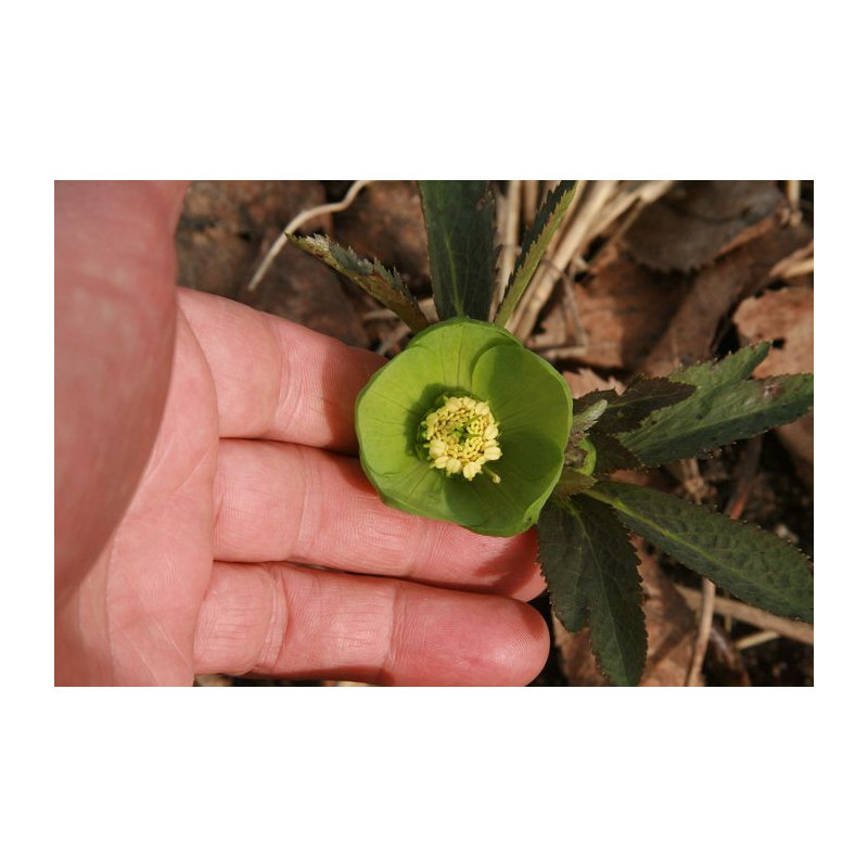 Helleborus odorus Ciemiernik wonny