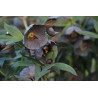 Helleborus x hybridus Ciemiernik