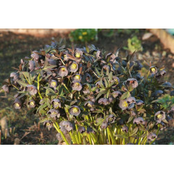 Helleborus x hybridus Ciemiernik