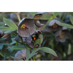 Helleborus x hybridus Ciemiernik